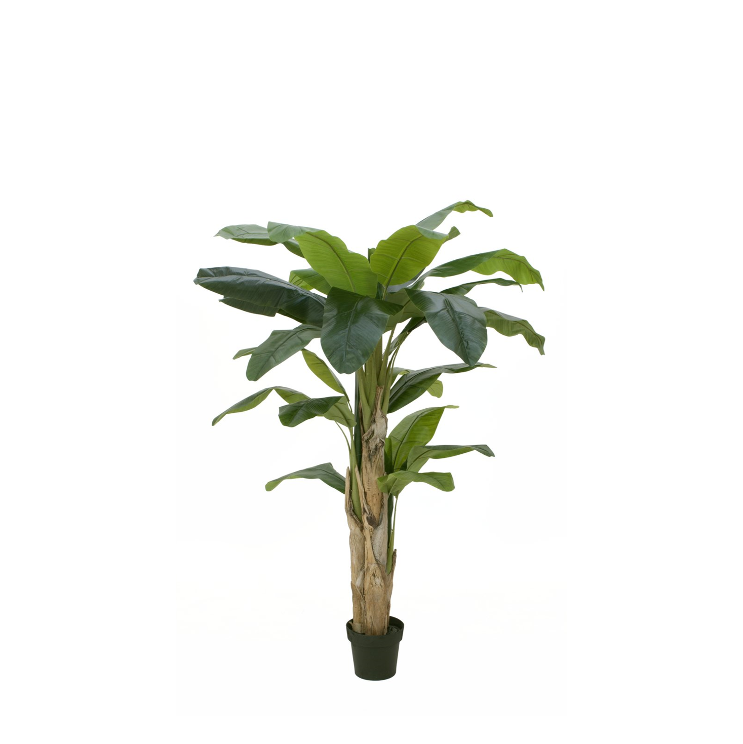 Bananenstaude 170 cm mieten München