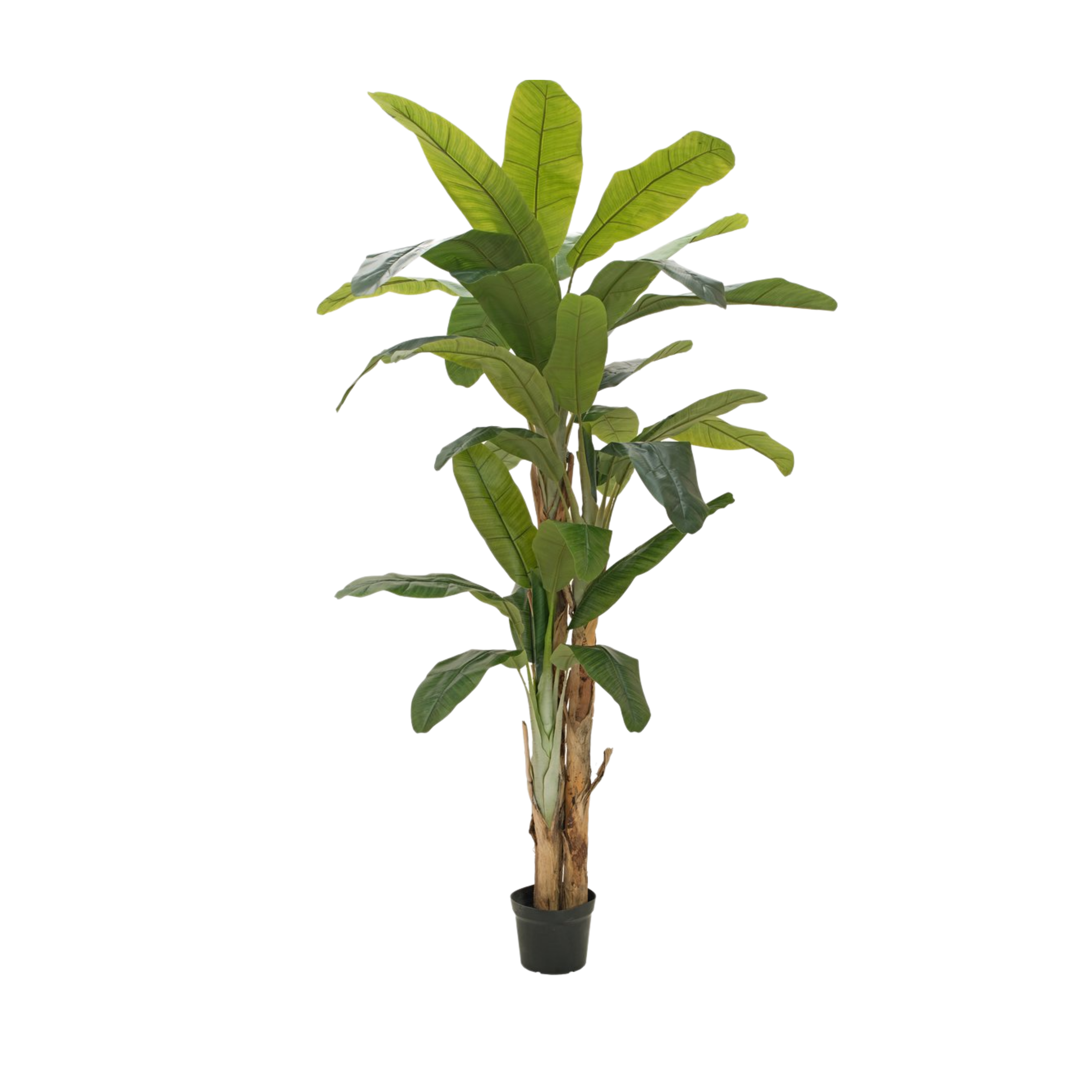 Bananenstaude Palme mieten für Veranstaltung