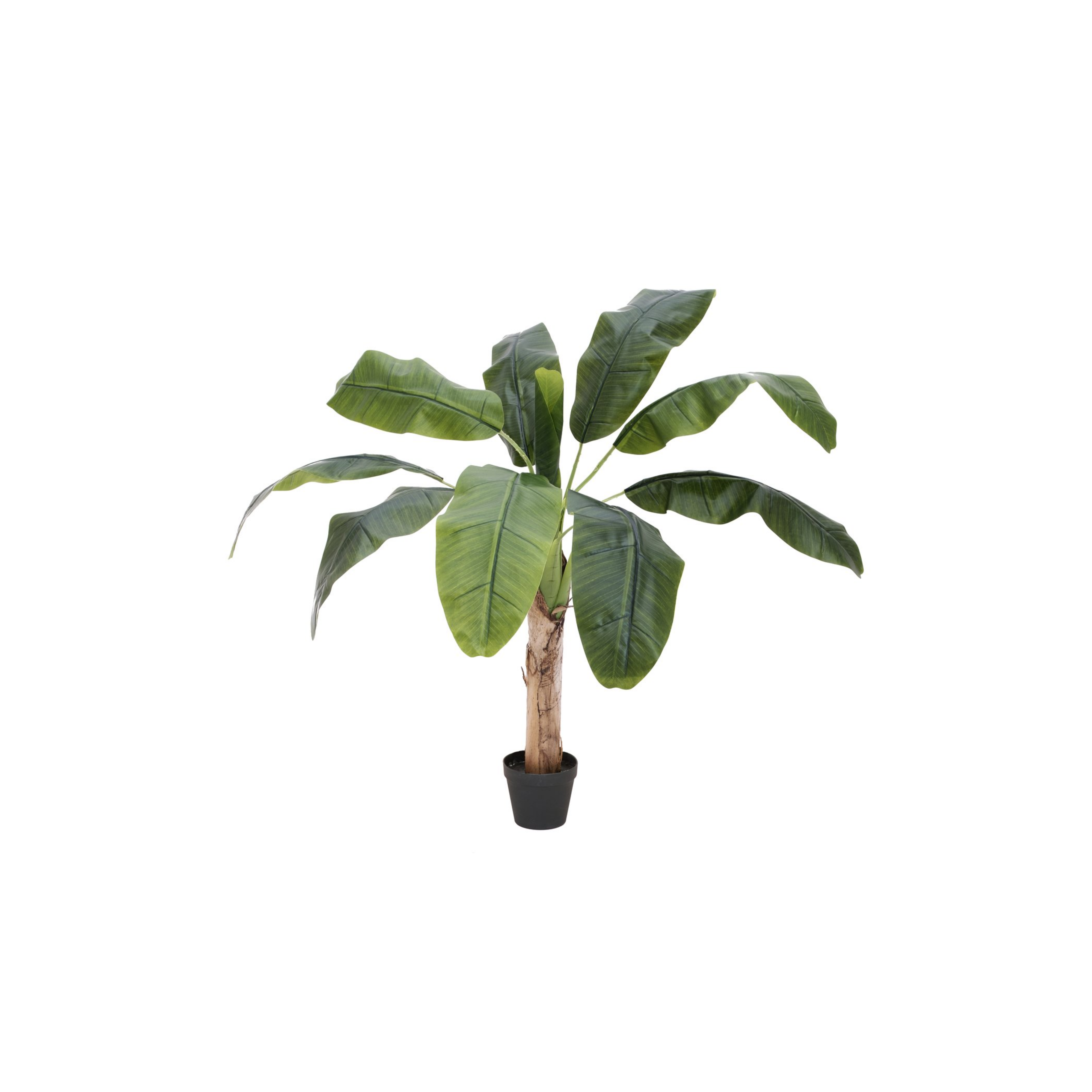 Bananenstaude Palme mieten für Veranstaltung