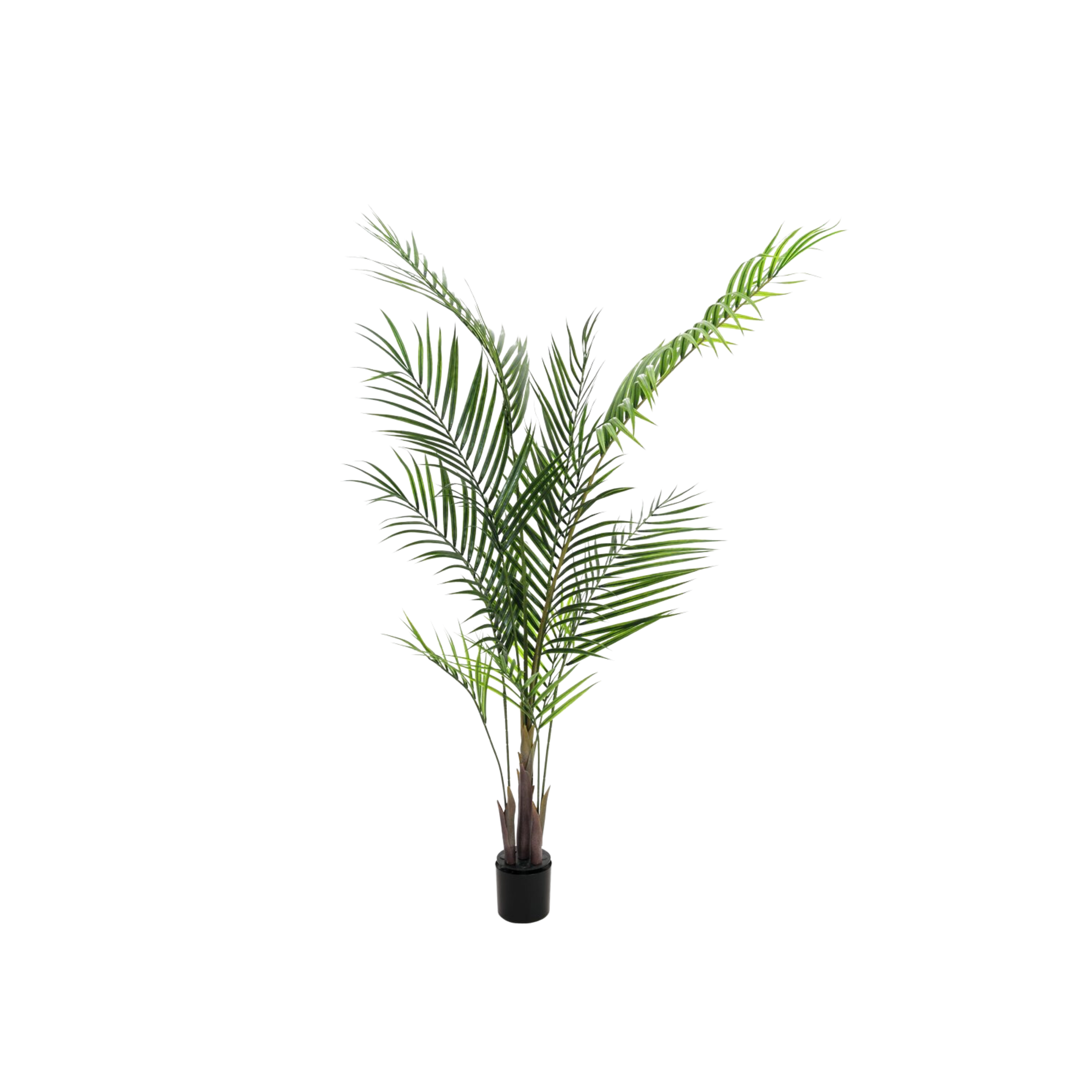 Bergpalme Palme Dekopflanze mieten online